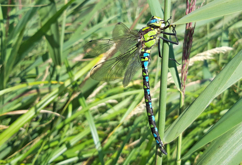 Southern hawker male by Henry Stanier