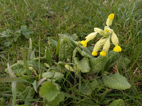 Cowslips on the Northern Loop, by Henry Stanier