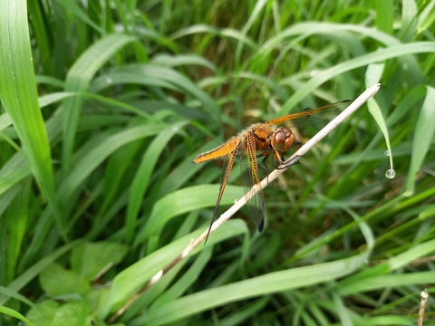 Scarce chaser by Henry Stanier