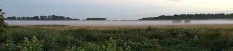 Landscape image of flat land with tree line horizon and mist hanging over the land