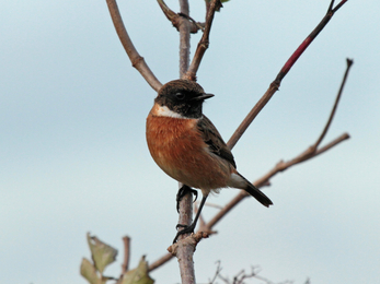 Male stonechat by Henry Stanier