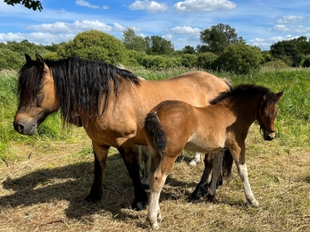 Brown pony with her foal