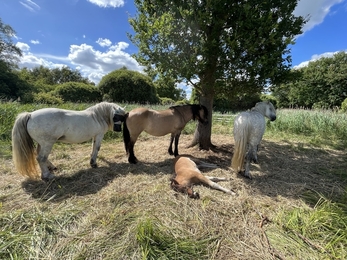 3 adult ponies standing under a tree and a foal lying down at Woodwalton Fen