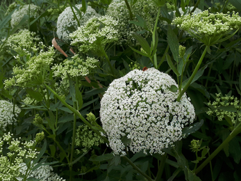 Large green umbellifer with small white flowers