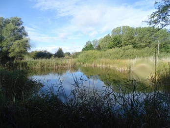 View of pond reflecting blue sky and white clouds, surrounded by reeds and trees