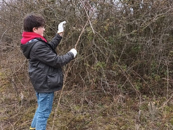 Young person pulling a long piece of bramble from scrub