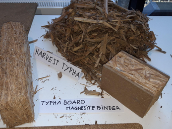 Typha board seen at the Cambridge Paludiculture Workshop