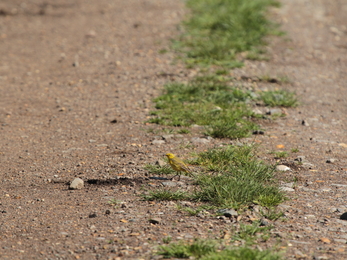 Yellow wagtail by Henry Stanier.