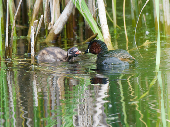 Little grebe chicks being fed