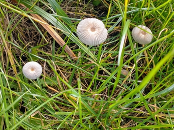 3 pleated inkcap mushrooms in grass