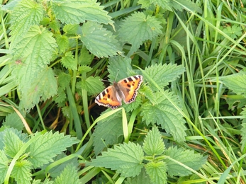 Small tortoiseshell butterfly on nettles and grass