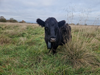 One black Dexter cow in a field of long grass wearing a Nofence collar