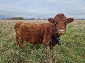 A brown Dexter cow looking to camera standing in a green field of long grass. They are wearing a Nofence tracker on a chain around their neck
