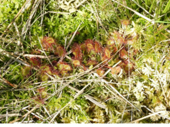 Drosera (sundew) growing in sphagnum moss