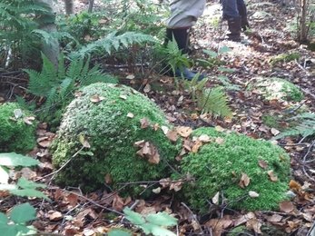Sphagnum moss mound in wet woodland