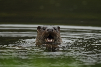 Otter opens it's mouth in a River