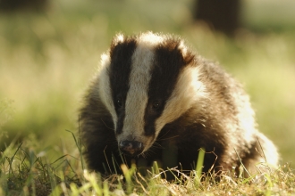 Adult Badger by evening sunlight