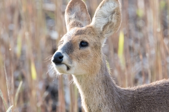 Chinese Water Deer Camouflaged 