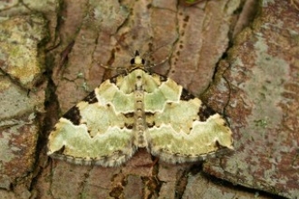 Green Carpet Moth credit: Paul Tinsley-Marshall