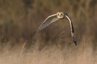 Short eared owl at the Great Fen 