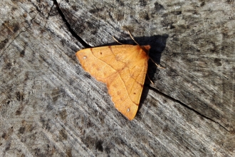 Feathered thorn on log at Ramsey Heights