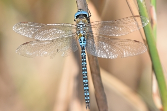 Southern migrant hawker by Andy Frost