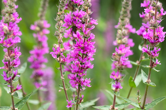 Purple loosestrife at Holme Fen