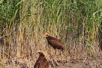 Marsh harriers at the Great Fen