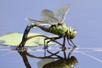 Emperor dragonfly female laying eggs by Ross Hoddinott/2020VISION