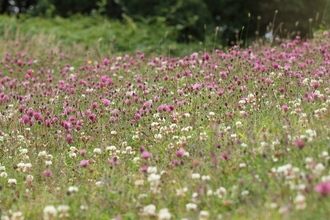 red and white clover in grassland
