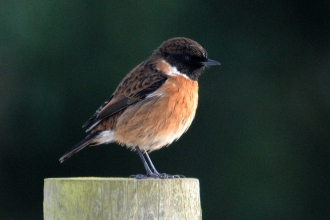 Stonechat by Amy Lewis