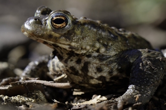 Common toad by Nick Upton
