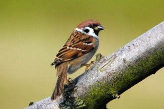 Tree sparrow by Amy Lewis