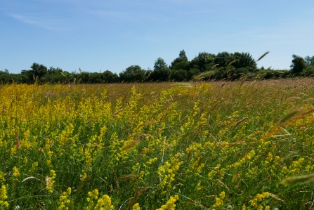 Lady's bedstraw at Upwood Meadows 