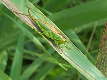 Short-winged conehead by Henry Stanier
