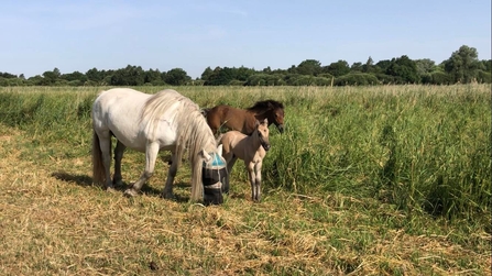 Two adult ponies, one white, one brown and a fawn coloured foal, grazing grass by reeds, blue sky above
