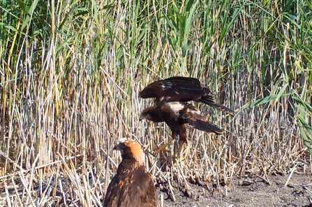 Young marsh harriers at the Great Fen