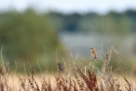 Whinchat by Guy Pilkington