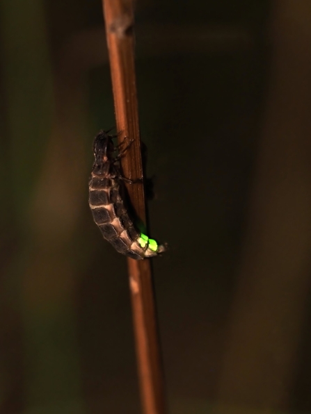Female glow worm on a plant stem, glowing green