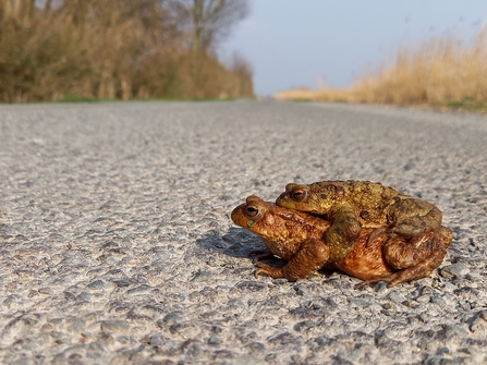 Mating toads trying to cross the road by Henry Stanier