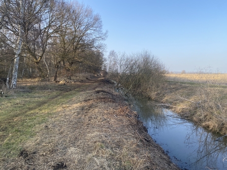 Water-filled ditch with green field either side and sliver birch trees on the left
