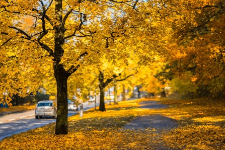 Street lined with yellow leafed trees with leaves fallen on ground too