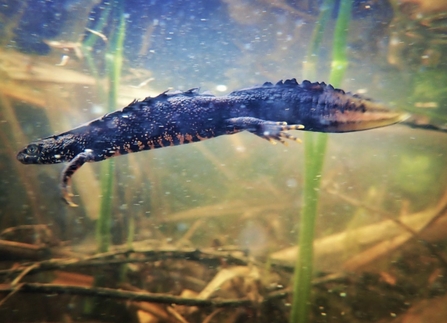 Male great crested newt by Chantelle Warriner