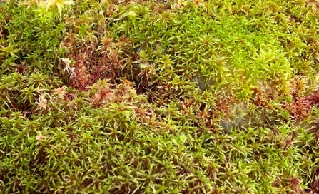Closeup of sphagnum moss