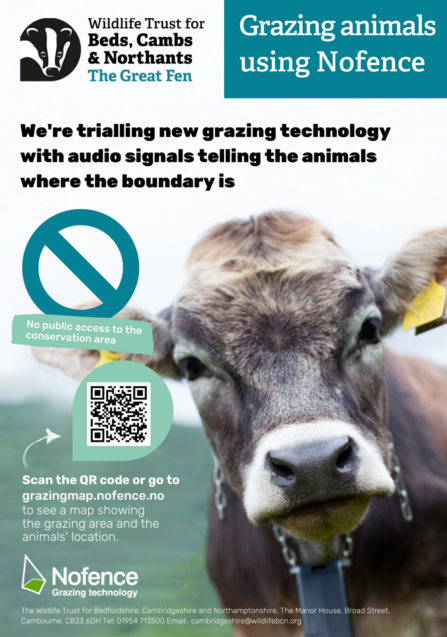 poster about grazing animals using Nofence showing a cow looking to camera with a QR code to scan