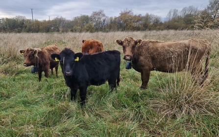 One black, one red and two brown Dexter cows in a field of long grass