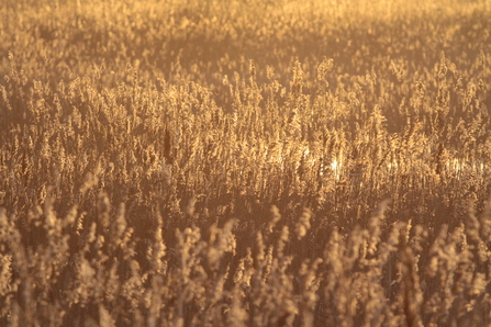 Common reeds in winter sunset
