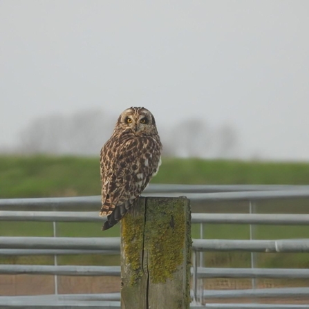 Short-eared owl at the Great Fen