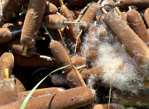 A closeup of bulrush Typha seedheads