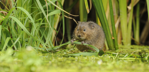 Water Vole